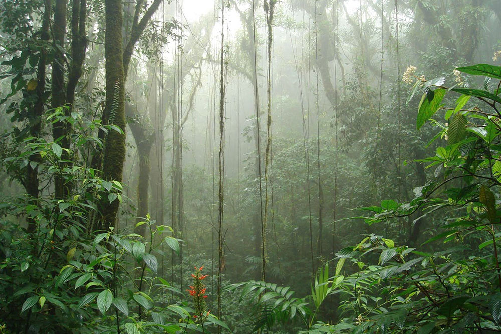 Caminata diurna de historia natural en el bosque nuboso de Monteverde, Costa Rica