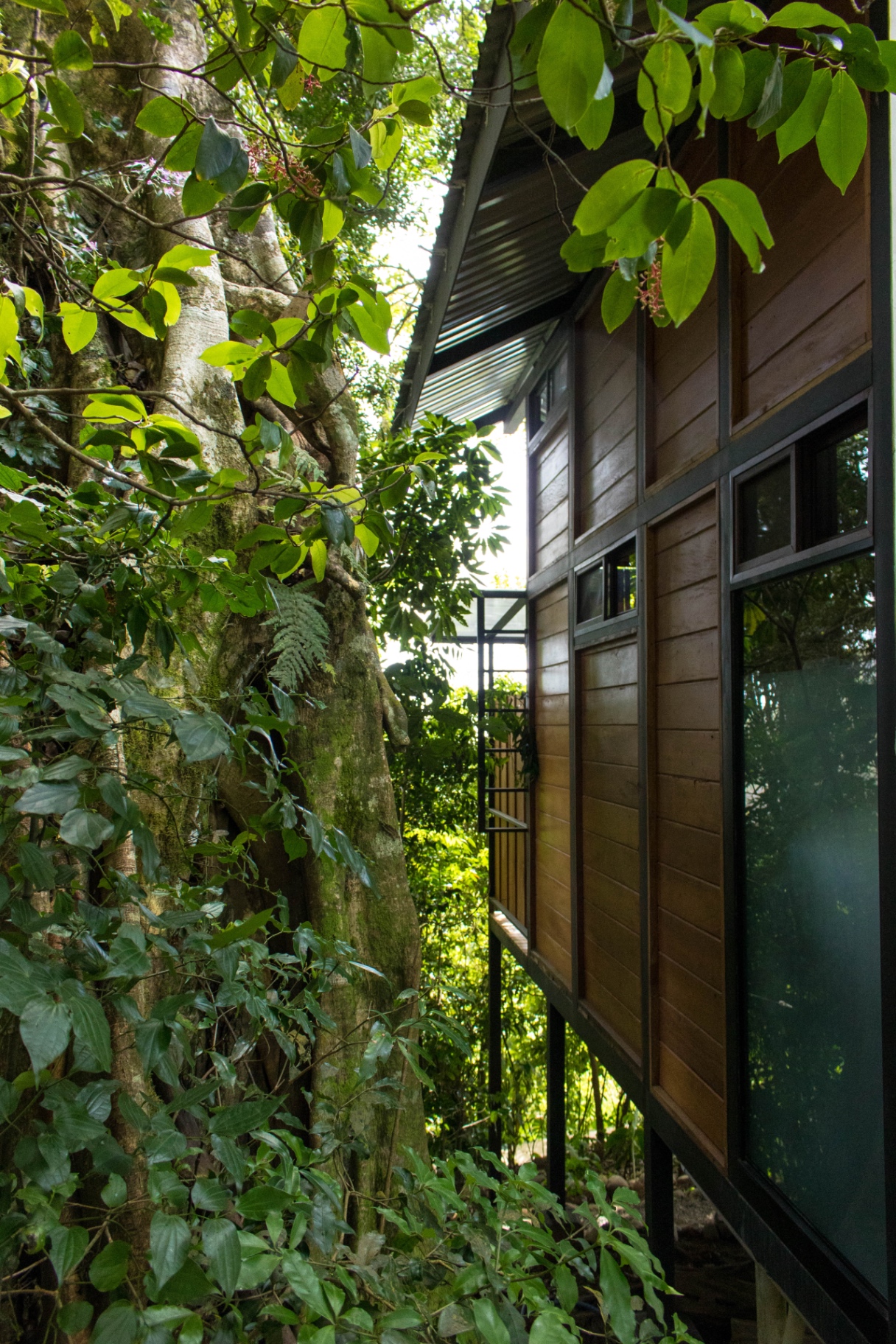 Exterior de la Guest House, cabaña de madera elevada entre los árboles del bosque nuboso de Monteverde