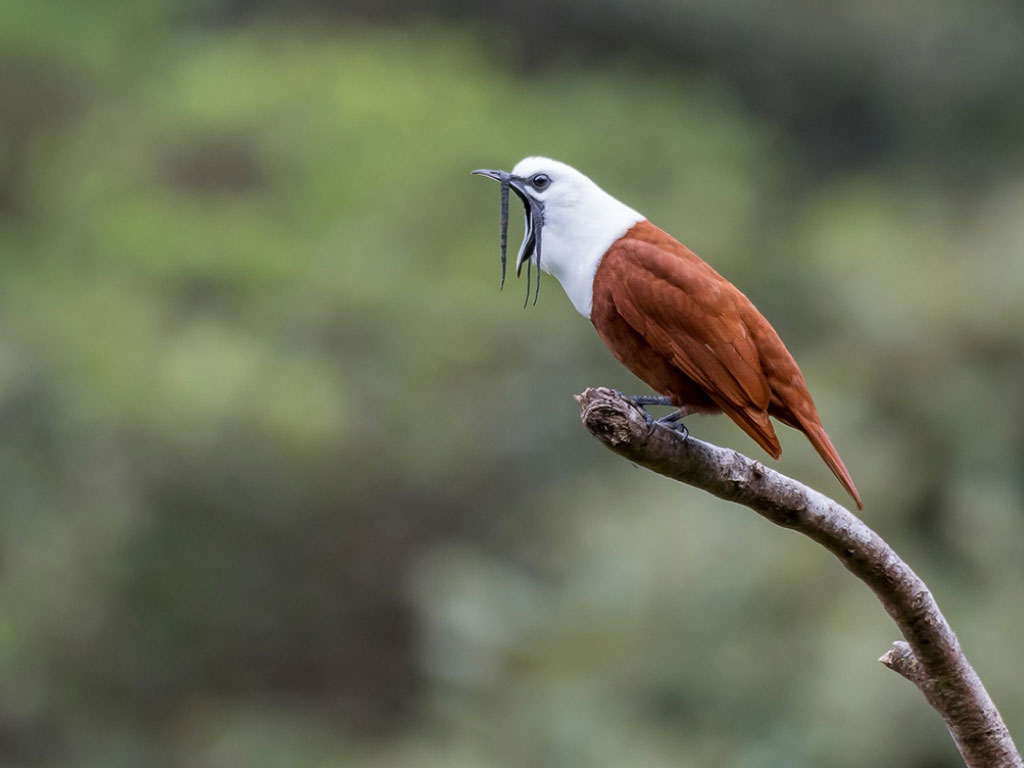 Pájaro campana posado en una rama en el bosque nuboso de Monteverde, Costa Rica