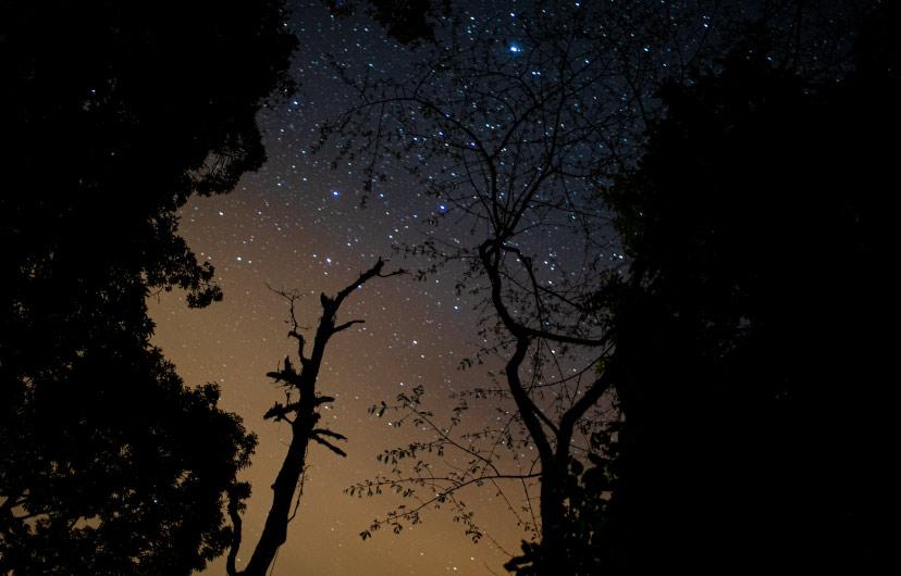 Tour nocturno bajo el cielo estrellado del bosque de Monteverde, Costa Rica